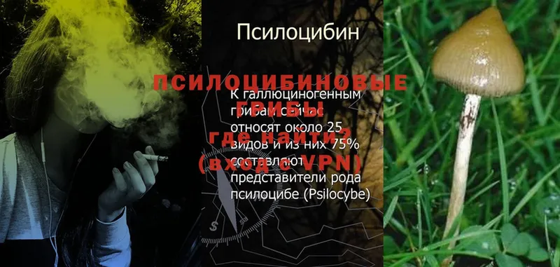 Галлюциногенные грибы MAGIC MUSHROOMS  купить наркотик  hydra как войти  Боровск 